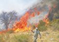 انسان؛ عامل بیش از ۹۵ درصد آتش‌سوزی مراتع و جنگل‌ها