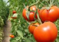 استان زنجان رتبه هفتم تولید گوجه کشور را داراست