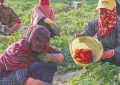 وعده کاهش قیمت گوجه‌فرنگی در روزهای آینده