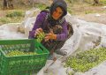 افزایش ۲۰ درصدی تولید زیتون در استان زنجان