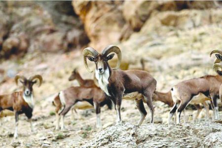 رئیس اداره حفاظت محیط زیست شهرستان ماهنشان تاکید کرد: ضرورت مراقبت از حیاتِ وحش