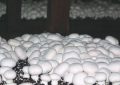 تولید قارچ محصولی با مزیت چندجانبه