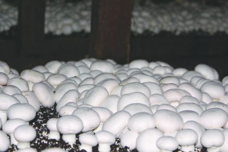 تولید قارچ محصولی با مزیت چندجانبه
